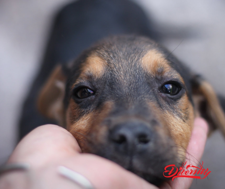 What Medical Conditions CBD for Dogs Help With